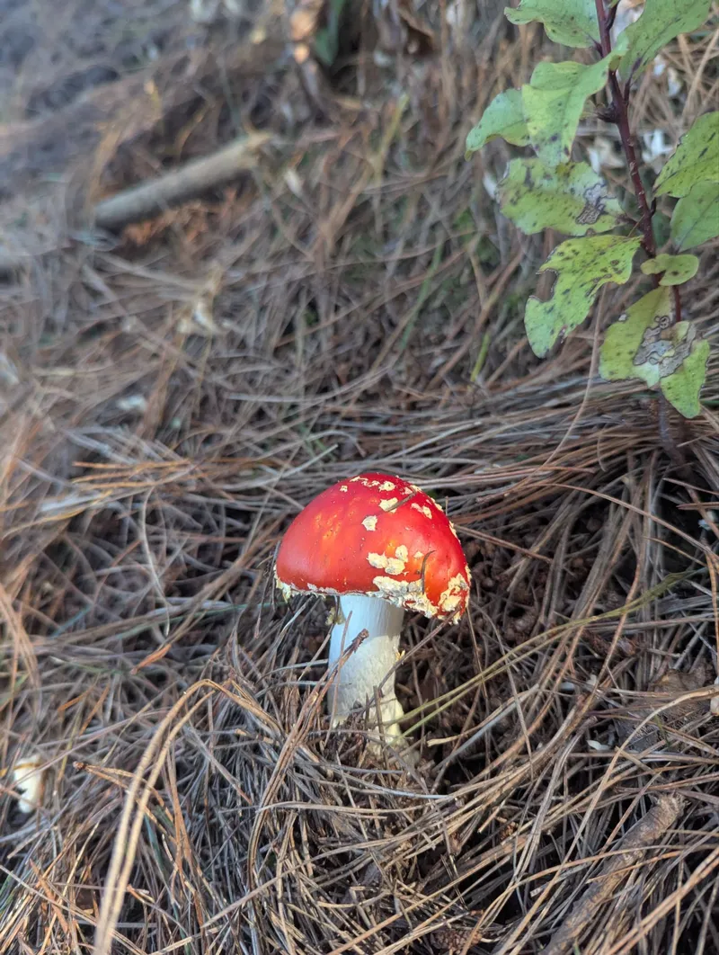 森林中的植物